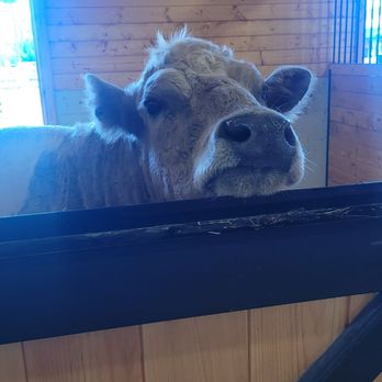Lambs Farm - Big baby - Amusement Parks Near Me - Libertyville, Illinois