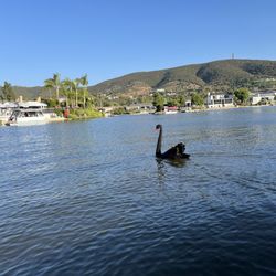 Black swan