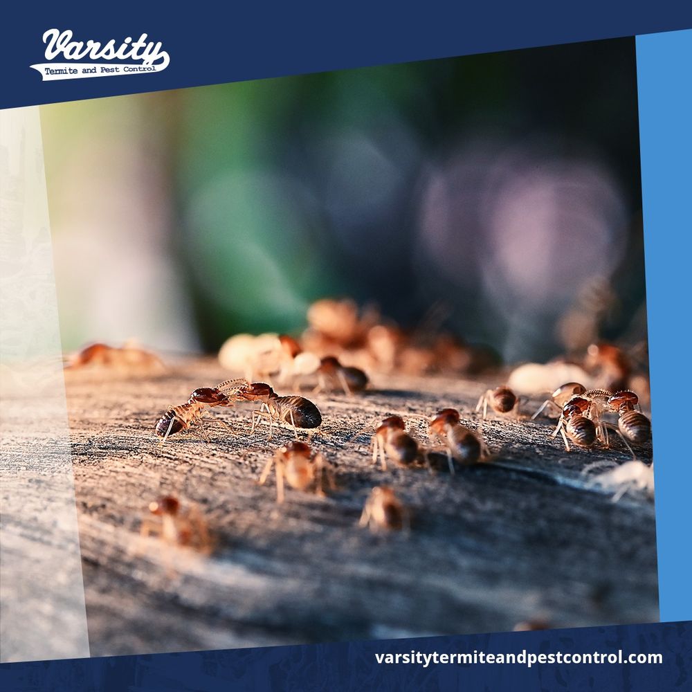 QUEEN CREEK PEST CONTROL Request a Quote Queen Creek, Arizona