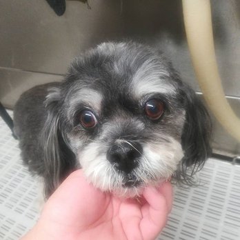 K-9 Klipping - Pet Stores Near Me - Pasadena, California