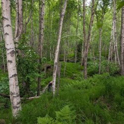 Anchorage Trolley Tours - Earthquake Park