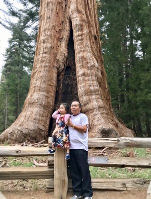 Sequoia National Park's Tunnel Log by null