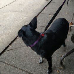 Woody's Bar & Grill - Dogs welcome on patio