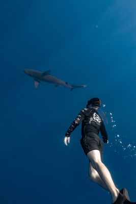 One Ocean Diving by null