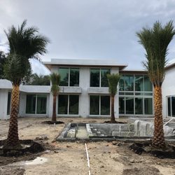 Sylvester palms