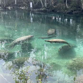 Three Sisters Springs - Tours Near Me - Crystal River, Florida Three Sisters Springs - Tours Near Me - Crystal River, Florida