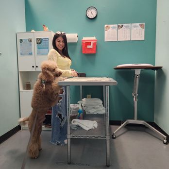 Affordable Pet Care at Four Corners - Veterinarians Near Me - Clermont, Florida Affordable Pet Care at Four Corners - Veterinarians Near Me - Clermont, Florida