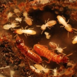 Rid A Bird Pest and Termite Control - Termites!