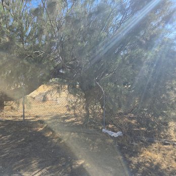 Pino Tree Service - Tree Services Near Me - San Bernardino, California Pino Tree Service - Tree Services Near Me - San Bernardino, California
