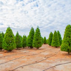 Rye Farms - Beautiful trees with lots of photo ops