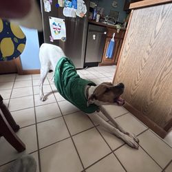 Field's Fabrics - Jayce in his newly altered coat, thanks to assistance from Beth and Peter at this store. It finally fits him!