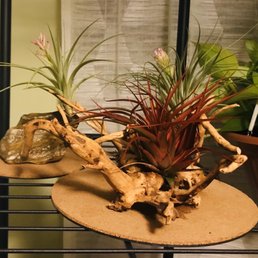 Wood and rock bought from Nemo's-would look great in tank but love it with air plants also