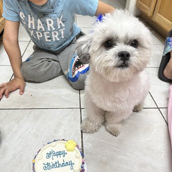 Bonnie's Barkery - The birthday cake we purchased for Mr. Pepper! - Pet Stores Near Me - Cave Creek, Arizona