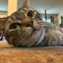 Photo of Fetch! Pet Care