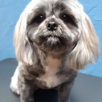 Alford's Angels - Confy - Pet Groomers Near Me - Kenmore, New York Alford's Angels - Confy - Pet Groomers Near Me - Kenmore, New York