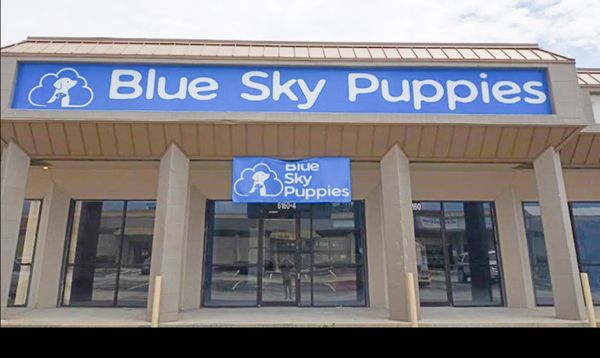 BLUE SKY PUPPIES - CLEARWATER - 103 Photos & 15 Reviews - 6160 Ulmerton