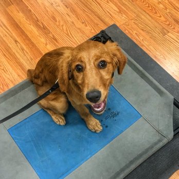 Pensacola Pet Resort Premier - Pet Training Near Me - Pensacola, Florida Pensacola Pet Resort Premier - Pet Training Near Me - Pensacola, Florida