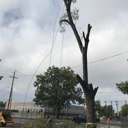 Out On A Limb Tree Care