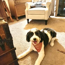 Pampered Pets - Haddie's home