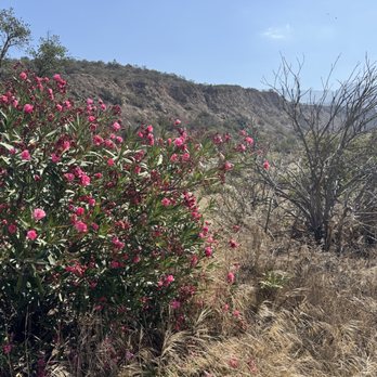 Wilderness Gardens Preserve - Flowers - Hiking Near Me - Pala, California