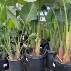 Lowe's Home Improvement - Bird Of paradise area