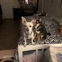 Photo of Designer Dogs by Debe
