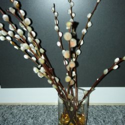 Blume 2000