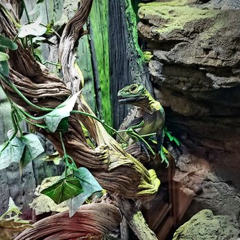 DFW Reptarium - Phillipine Sailfin Dragon - Pet Stores Near Me - Plano, Texas