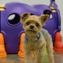 Photo of VIP Pet Resorts Arden