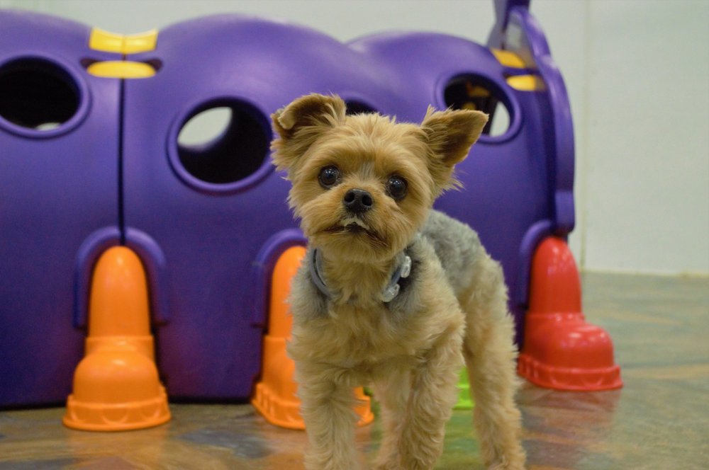 VIP Pet Resorts Arden - pet boarding facility in Arden, NC