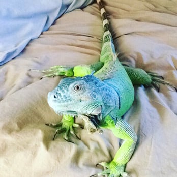 Petco - This is Rocky our very happy family member!! - Pet Stores Near Me - Westminster, California Petco - This is Rocky our very happy family member!! - Pet Stores Near Me - Westminster, California