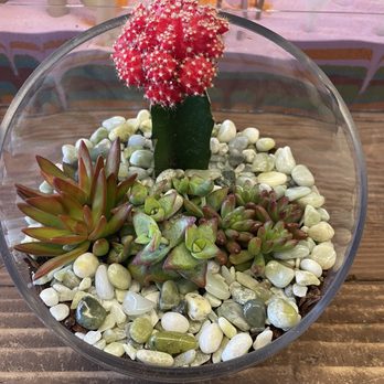 Jade & Clover - Moon cactus and succulents - Nurseries & Gardening Near Me - Phoenix, Arizona