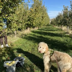 Williams Fruit Ranch