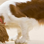 Photo of Hundepsychologie-Spezialistin Andrea Zeisberg