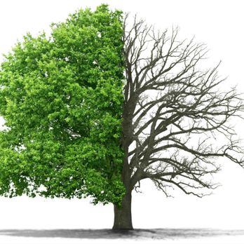 Top Quality Tree Service - 20 years of experience - Tree Services Near Me Top Quality Tree Service - 20 years of experience - Tree Services Near Me