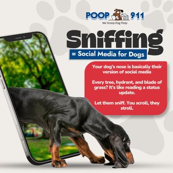 Poop 911 - Pet Waste Removal Near Me Poop 911 - Pet Waste Removal Near Me