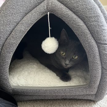 Petconnect Rescue - Animal Shelters Near Me Petconnect Rescue - Animal Shelters Near Me