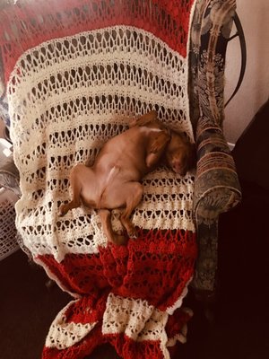 red rover mobile pet grooming