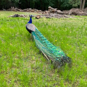 Winterpast Farm - Peacock - Zoos Near Me - Wake Forest, North Carolina