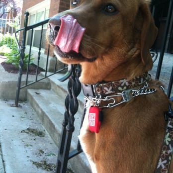 Poochie Promenade Pet Services - Dog Walkers Near Me - Chicago, Illinois Poochie Promenade Pet Services - Dog Walkers Near Me - Chicago, Illinois