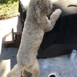Dapper Dog Grooming - Our Golden doodle at 10:25 AM December 23, 10 minutes before her appointment time.