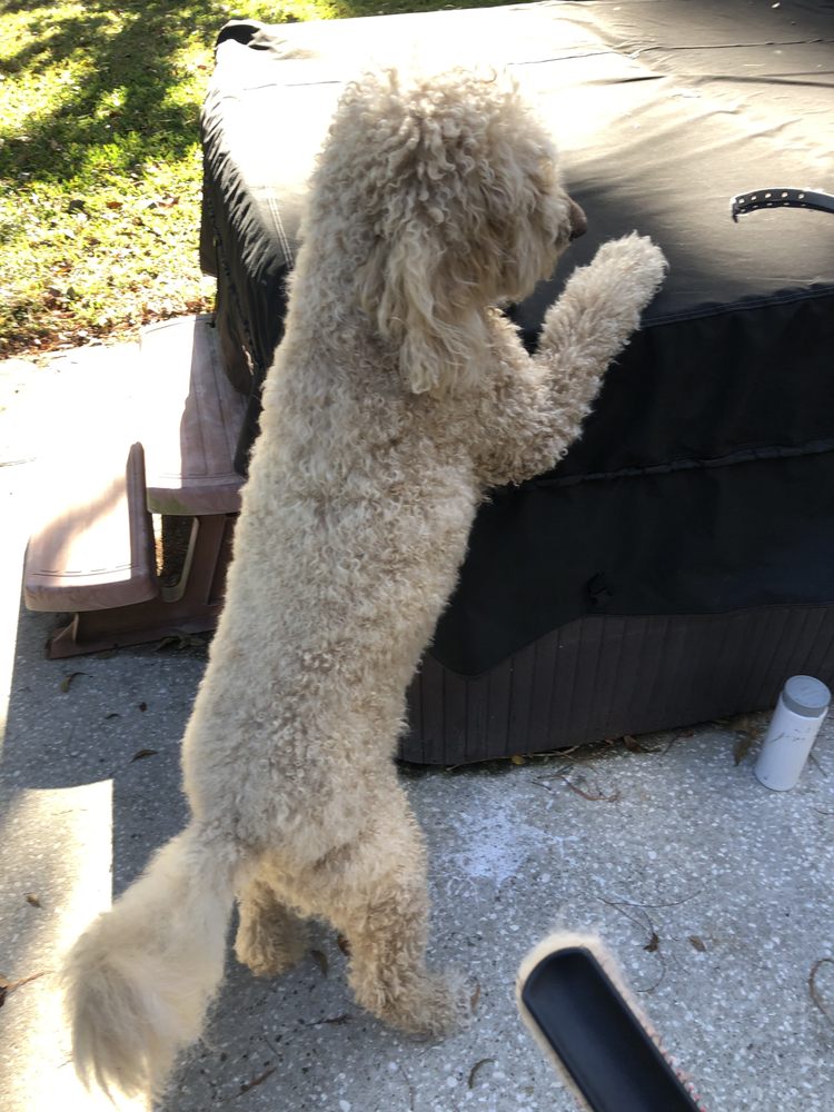 Dapper Dog Grooming Image