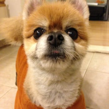 Bayside Veterinary Center - Veterinarians Near Me - Bayside, New York
