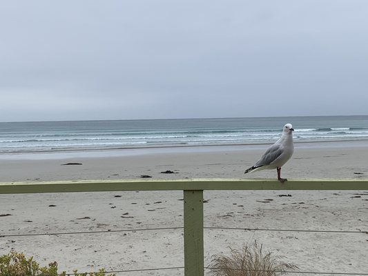Bridgewater Bay Cafe by null