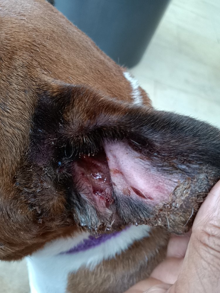 The Village Vets - patient advocate in Decatur, GA