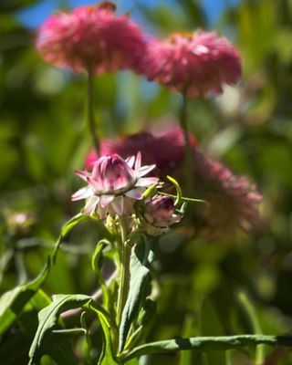 Chicago Botanic Garden by null