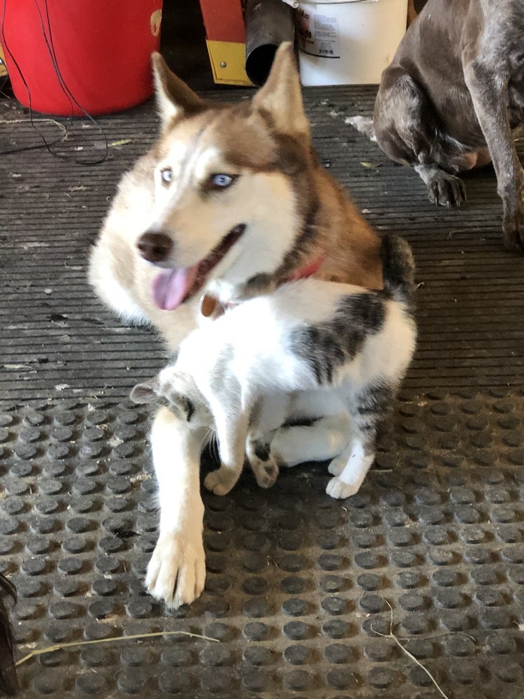 FALCONER VETERINARY CLINIC Updated August 2024 12 Photos 319 E