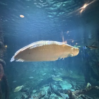 Vancouver Aquarium - Aquariums Near Me - Vancouver, British Columbia Vancouver Aquarium - Aquariums Near Me - Vancouver, British Columbia