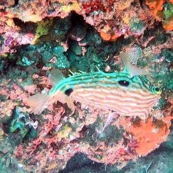 Emerald Coast Scuba - 8/7/21 - Swimming Lessons/Schools Near Me - Destin, Florida