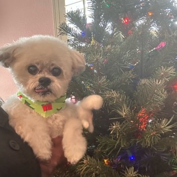 The Tails in the City - His Christmas groom. His ears are finally starting to grow back. - Pet Groomers Near Me The Tails in the City - His Christmas groom. His ears are finally starting to grow back. - Pet Groomers Near Me